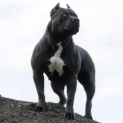 XXL Designer Pitbulls