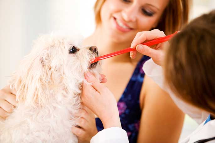 how to brush dogs teeth