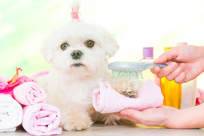 pamper puppy