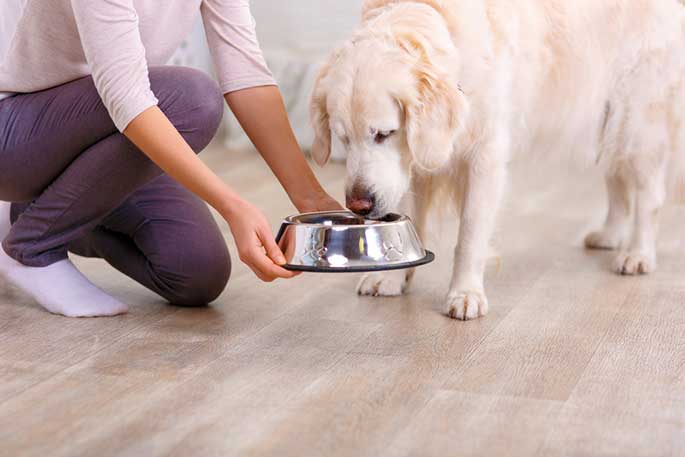 Advantages of Using a Pet Food Subscription Service