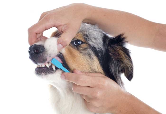 How to Take Care of Your Dog's Teeth