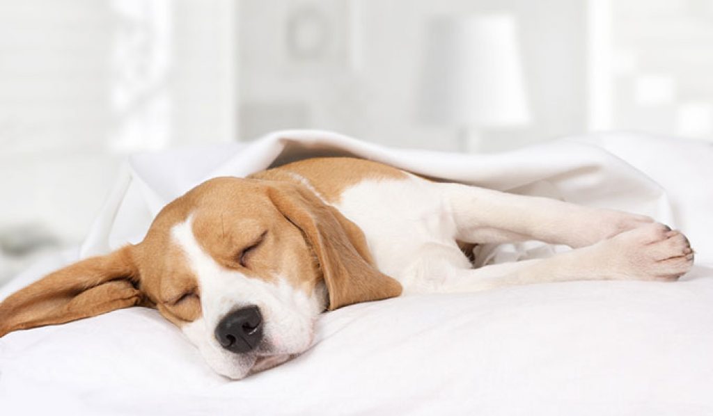 How to Make Sure Your Pet Gets Quality Sleeping Time