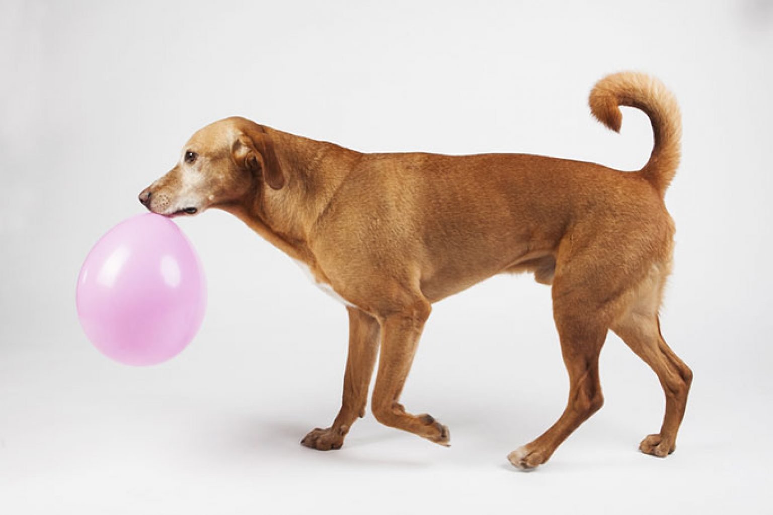 Signs your dog is in pain and what you can give them