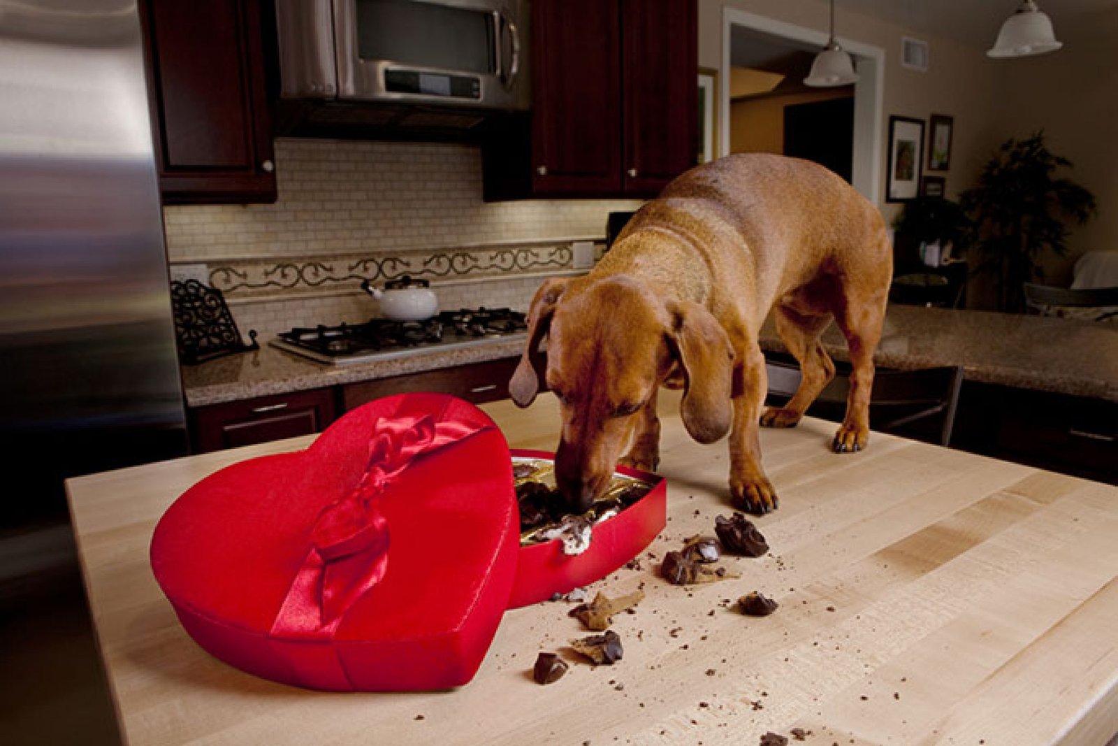 Picture of Household Stuff That Can Be Toxic For Your Canine Companion