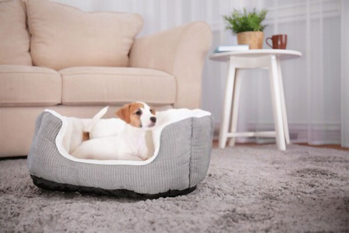 Calming Dog Beds for Anxious Pets
