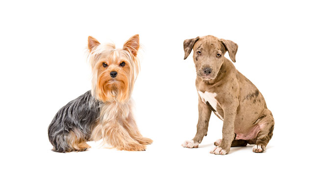 Do Mixed Breed Dogs Have an Advantage Over Purebred Dogs