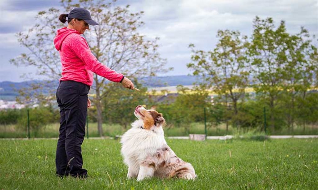How to Train Dog with Different Types of Wireless Dog Fences
