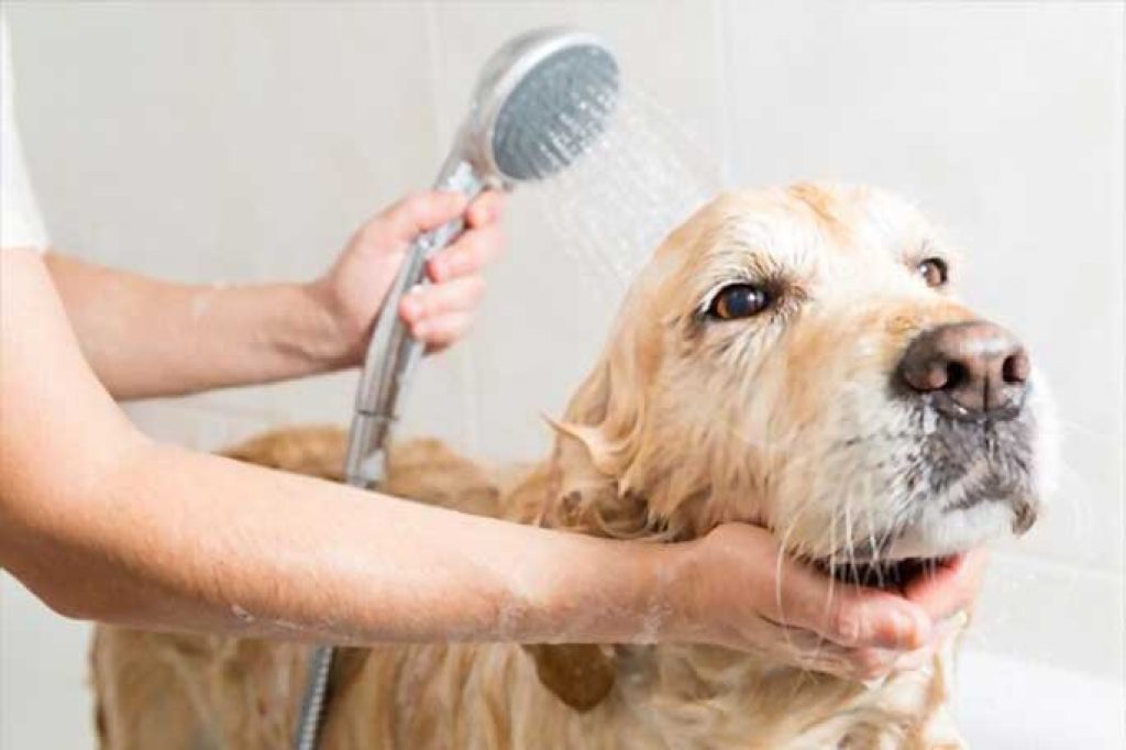 Why You Should Take Your Dog To The Groomers Regularly