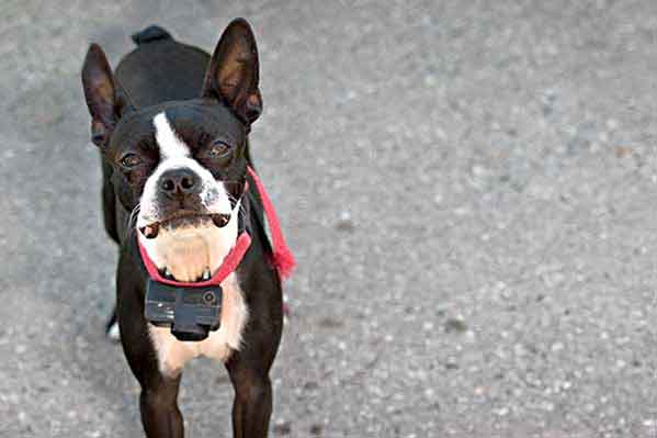 Wireless Dog Fence