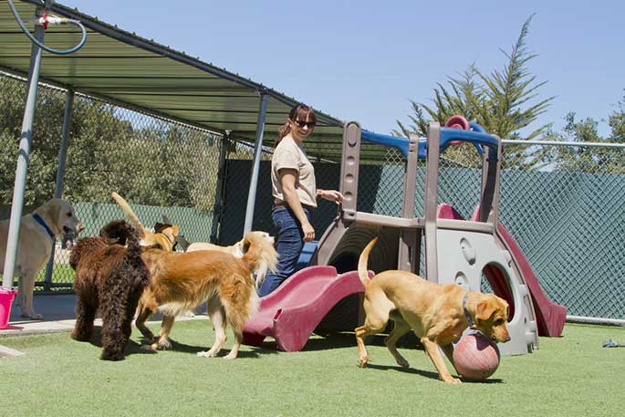 dog daycare melbourne