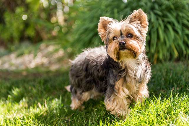 How to Care for Yorkie Puppies