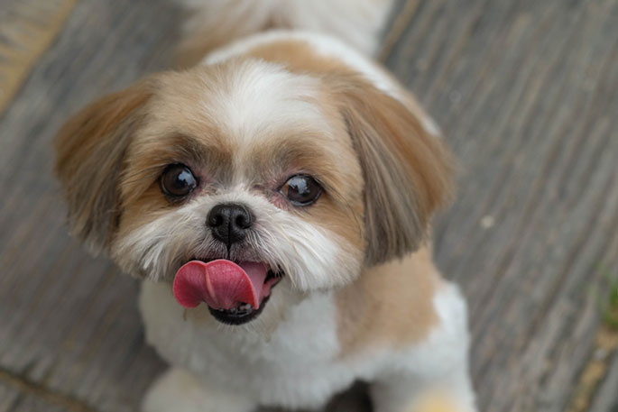 Do You Have an Aggressive Shih Tzu?