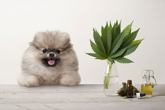 Is CBD Oil Good for Dog Anxiety?