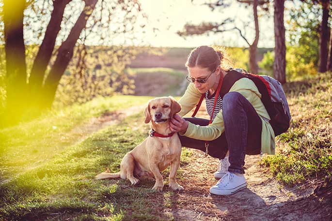 What Causes Ticks To Infest Your Pet