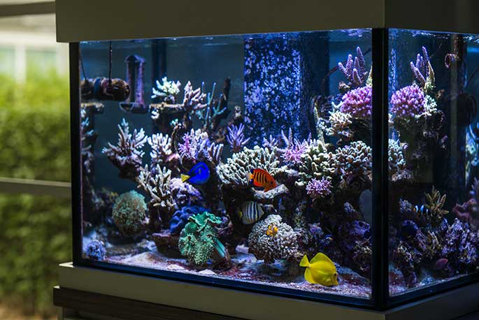 8 Accessories Every Aquarium Needs