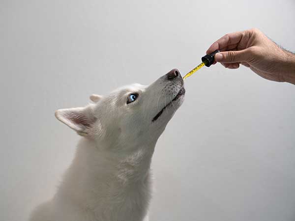 CBD for dogs_benefits