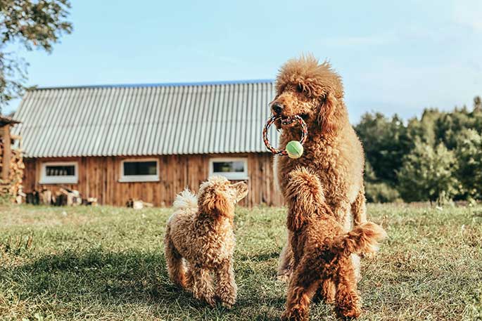 Different Types of Poodles