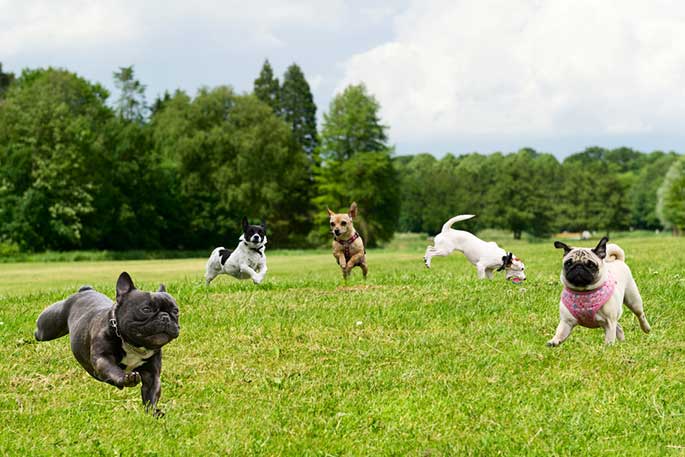 How to Keep Your Dog Park Safe