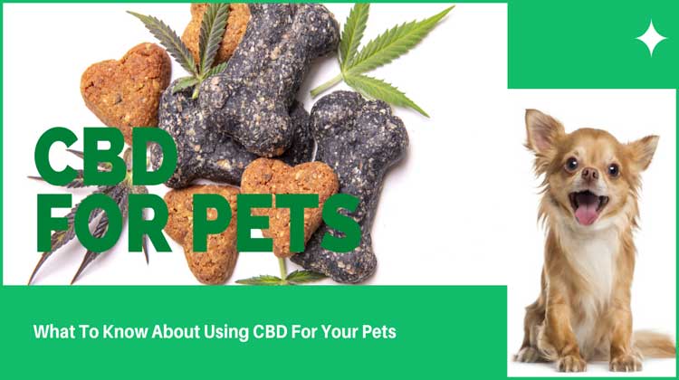 cbd for pet