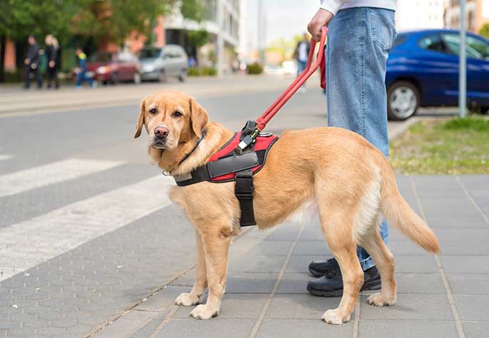 New Policies for Service Animals on Planes