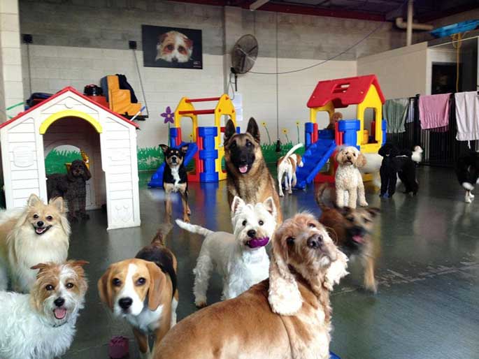 Port Coquitlam Dog Day Care and Boarding Service