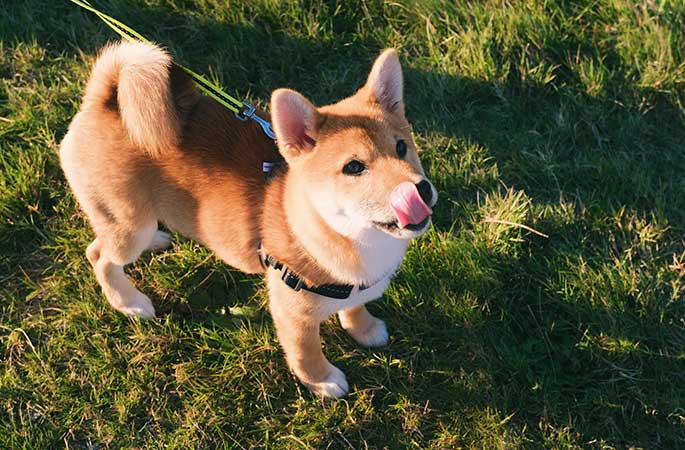 Shiba Inu