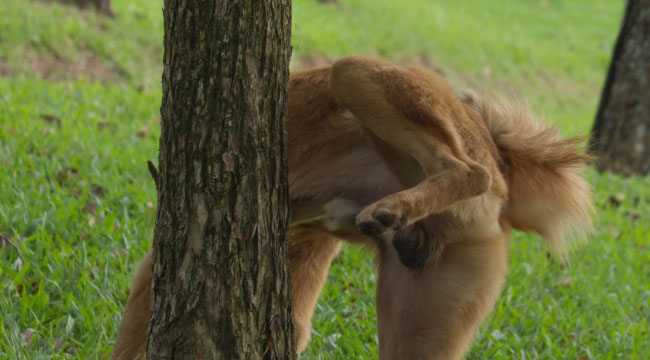 Why Do Dogs Pee on Trees