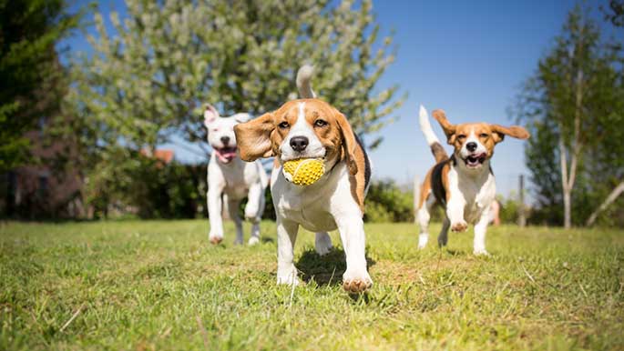 dog park safety