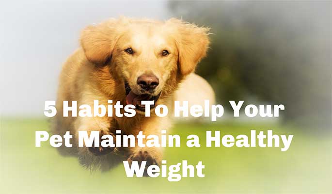 5 Habits To Help Your Pet Maintain a Healthy Weight
