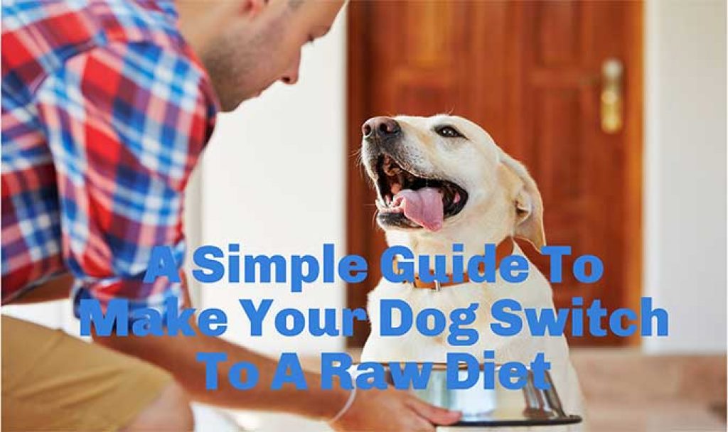 A Simple Guide To Make Your Dog Switch To A Raw Diet