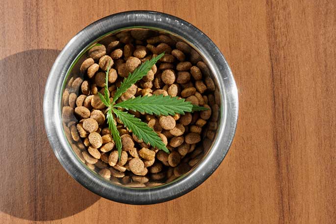 Benefits Of CBD Products For Dogs