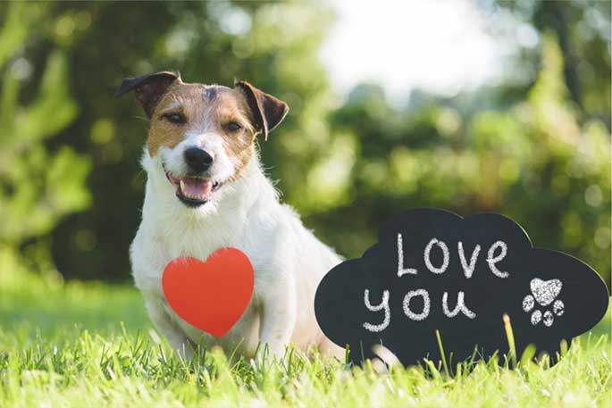 Valentine's Day With Your Pooch