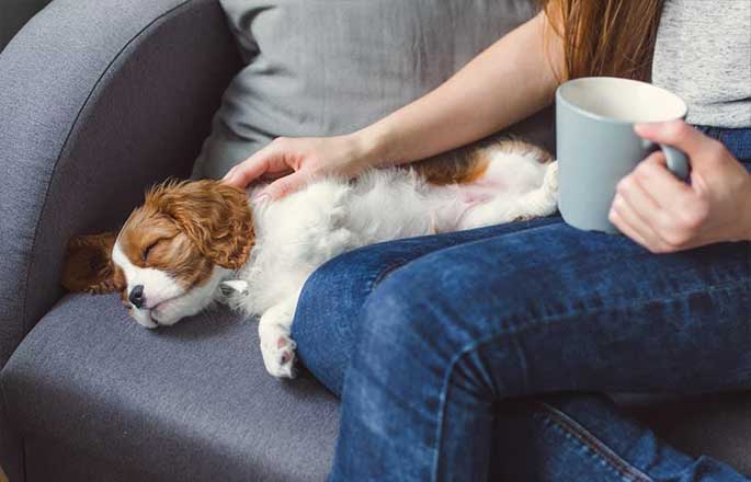 Why do people love in-home pet sitters? 