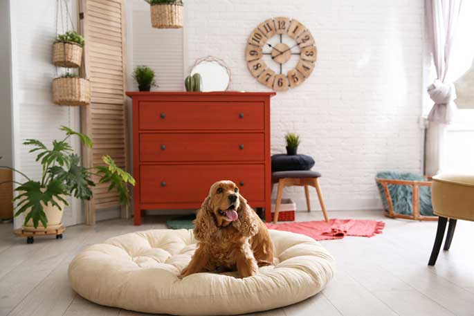 dog room ideas