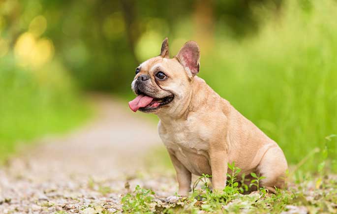 Top Factors That Determine French Bulldog Price