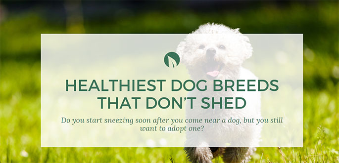 healthiest dog breeds that don’t shed!