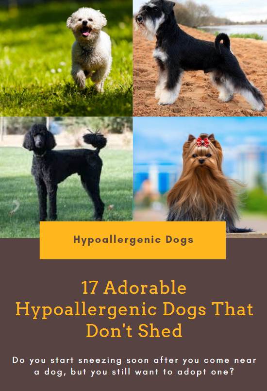 healthiest dog breeds that don’t shed!