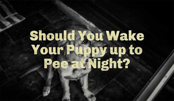 should you wake your puppy up at night to pee