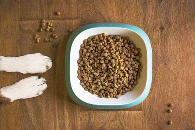 5 Healthy Reasons to Switch to Grain-free Dog Food