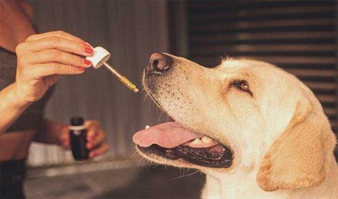 Administering CBD oil to a Labrador dog