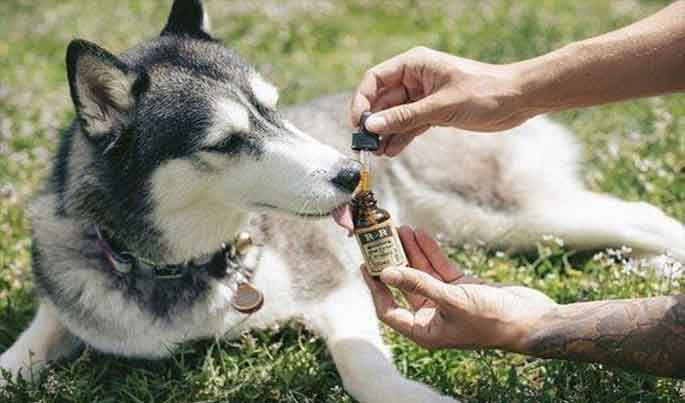 Administering hemp oil to a husky
