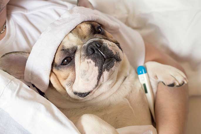 Common Dog Diseases Symptoms