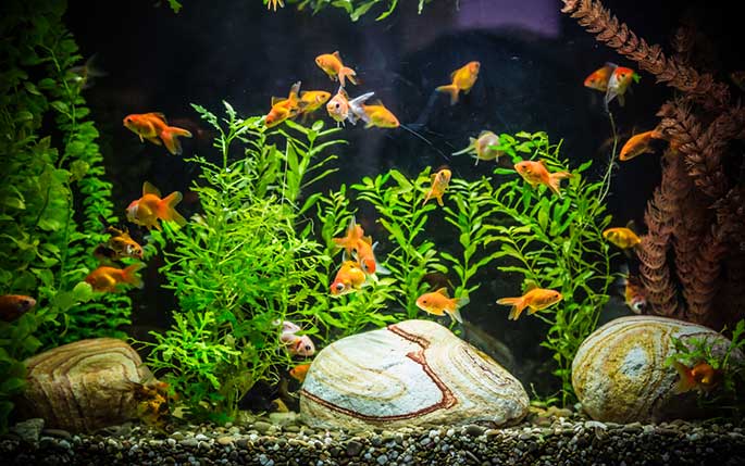 Tropical Fish Care Guide