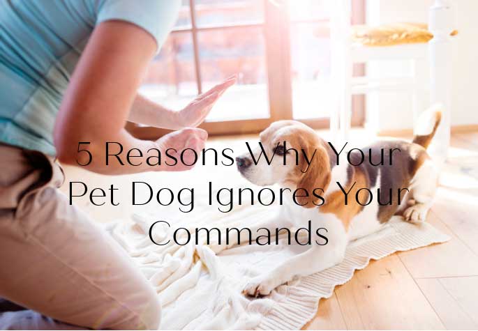 5 Reasons Why Your Pet Dog Ignores Your Commands