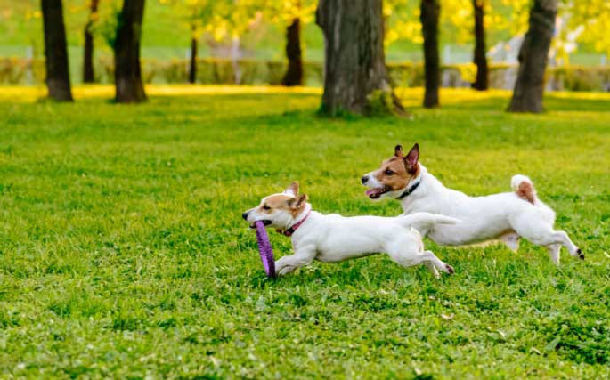 Dog Park Denmark