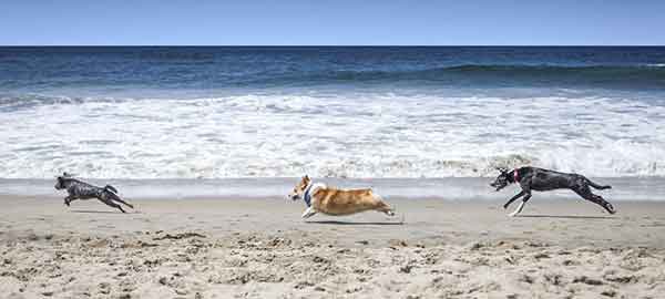 Dogs love the Huntington Beach of CA