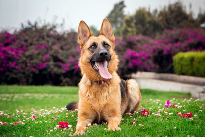 Five Dog Breeds You’ll Find Easier to Train