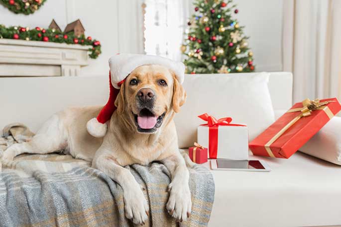 Fun Gifts for Pet Lovers