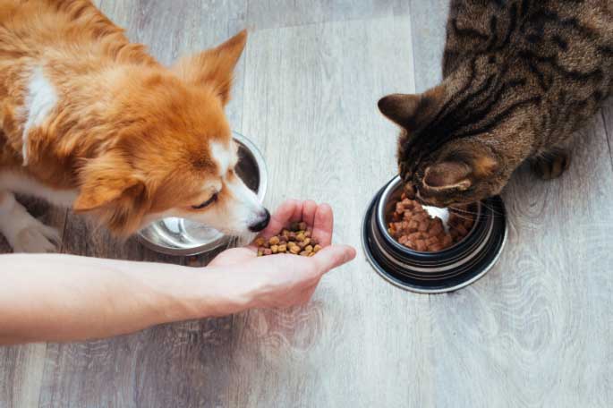 How Premiumization of Dog Food Transforms the Pet Food Market