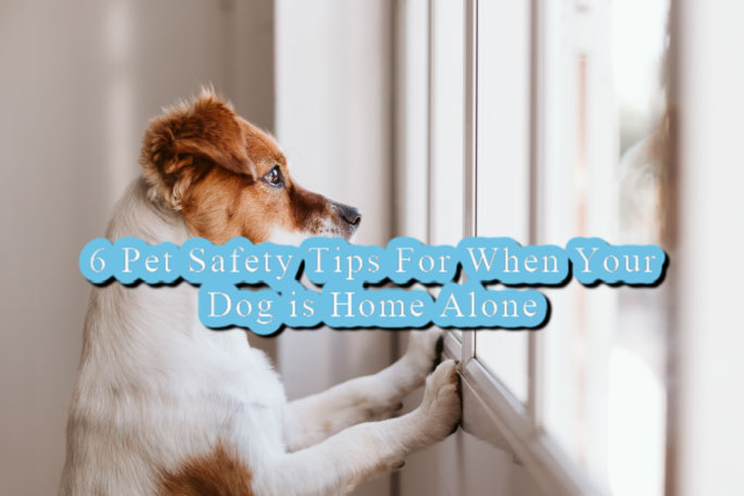 Pet Safety Tips For When Your Dog is Home Alone